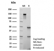 SDS-PAGE analysis of purified, BSA-free Tissue Factor antibody (clone CD142/9195) as confirmation of integrity and purity.