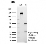 SDS-PAGE analysis of purified, BSA-free FABP1 antibody (clone FABP1/4518) as confirmation of integrity and purity.