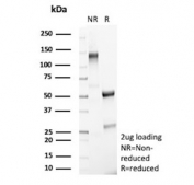 SDS-PAGE analysis of purified, BSA-free PLA2R1 antibody (clone PLA2R1/4891) as confirmation of integrity and purity.