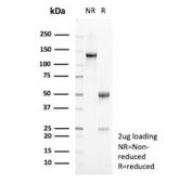 SDS-PAGE analysis of purified, BSA-free PLA2R1 antibody (clone PLA2R1/4893) as confirmation of integrity and purity.