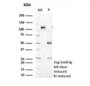SDS-PAGE analysis of purified, BSA-free Secretory phospholipase A2 receptor antibody (clone PLA2R1/4896) as confirmation of integrity and purity.