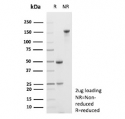 SDS-PAGE analysis of purified, BSA-free FLT3 antibody (clone FLT3/9883) as confirmation of integrity and purity.