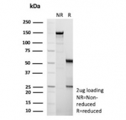 SDS-PAGE analysis of purified, BSA-free FLT3 antibody (clone FLT3/9884) as confirmation of integrity and purity.