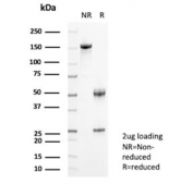SDS-PAGE analysis of purified, BSA-free CD135 antibody (clone FLT3/9889) as confirmation of integrity and purity.