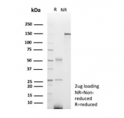 SDS-PAGE analysis of purified, BSA-free Glucose-6-phosphate isomerase antibody (clone GPI/2439) as confirmation of integrity and purity.
