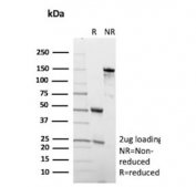 SDS-PAGE analysis of purified, BSA-free Angiopoietin 1 antibody (clone ANGPT1/3651) as confirmation of integrity and purity.