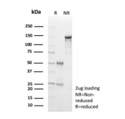SDS-PAGE analysis of purified, BSA-free Survivin antibody (clone BIRC5/9073) as confirmation of integrity and purity.