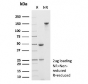 SDS-PAGE analysis of purified, BSA-free IDH1-R132G antibody (clone IDH1.R132G/13054R) as confirmation of integrity and purity.