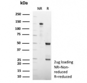 SDS-PAGE analysis of purified, BSA-free HSD17B13 antibody (clone HSD17B13/13101) as confirmation of integrity and purity.