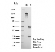 SDS-PAGE analysis of purified, BSA-free HSD17B13 antibody (clone HSD17B13/13110) as confirmation of integrity and purity.