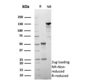 SDS-PAGE analysis of purified, BSA-free 17-beta-hydroxysteroid dehydrogenase 13 antibody (clone HSD17B13/13109) as confirmation of integrity and purity.