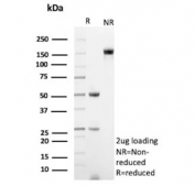 SDS-PAGE analysis of purified, BSA-free IGLV1-51 antibody (clone IGLC1/9475) as confirmation of integrity and purity.