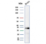 Western blot testing of human brain tissue lysate with Aquaporin 4 antibody (clone AQP4/3321). Observed molecular weight: 35~45kDa depending on glycosylation level.