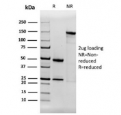 SDS-PAGE analysis of purified, BSA-free Aquaporin 4 antibody (clone AQP4/3321) as confirmation of integrity and purity.