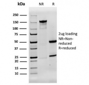 SDS-PAGE analysis of purified, BSA-free AQP4 antibody (clone AQP4/3322) as confirmation of integrity and purity.