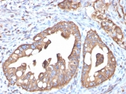 IHC staining of FFPE human small intestine tissue with AQP4 antibody (clone AQP4/3323). HIER: boil tissue sections in pH 9 10mM Tris with 1mM EDTA for 20 min and allow to cool before testing.