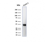 Western blot testing of human brain tissue lysate with AQP4 antibody (clone AQP4/3323). Observed molecular weight: 35~45 kDa depending on glycosylation level.