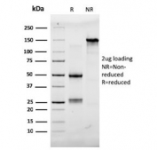SDS-PAGE analysis of purified, BSA-free AQP4 antibody (clone AQP4/3323) as confirmation of integrity and purity.