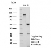 SDS-PAGE analysis of purified, BSA-free HES5 antibody (clone HES5/8035) as confirmation of integrity and purity.
