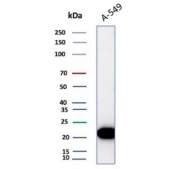 Western blot testing of human A549 cell lysate with recombinant Bax antibody (clone rBAX/962). Predicted molecular weight ~21 kDa.