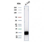 Western blot testing of human A549 cell lysate with recombinant BAX antibody (clone BAX/3158R). Predicted molecular weight ~21 kDa.