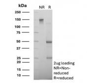 SDS-PAGE analysis of purified, BSA-free BACH2 antibody (clone PCRP-BACH2-5B11) as confirmation of integrity and purity.
