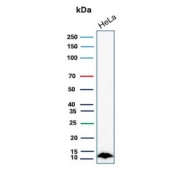 Western blot testing of human HeLa cell lysate with S100A4 antibody. Predicted molecular weight ~12 kDa.