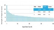 Analysis of HuProt(TM) microarray containing more than 19,000 full-length human proteins using S100A4 antibody (clone S100A4/6802). These results demonstrate the foremost specificity of the S100A4/6802 mAb. Z- and S- score: The Z-score represents the strength of a signal that an antibody (in combination with a fluorescently-tagged anti-IgG secondary Ab) produces when binding to a particular protein on the HuProt(TM) array. Z-scores are described in units of standard deviations (SD's) above the mean value of all signals generated on that array. If the targets on the HuProt(TM) are arranged in descending order of the Z-score, the S-score is the difference (also in units of SD's) between the Z-scores. The S-score therefore represents the relative target specificity of an Ab to its intended target.