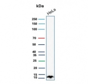 Western blot testing of human HeLa cell lysate with S100A4 antibody. Predicted molecular weight ~12 kDa.