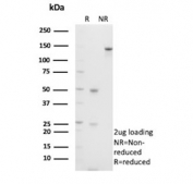 SDS-PAGE analysis of purified, BSA-free S100A4 antibody (clone S100A4/6802) as confirmation of integrity and purity.