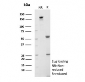 SDS-PAGE analysis of purified, BSA-free mtTFA antibody (clone TFAM/9713) as confirmation of integrity and purity.