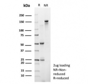 SDS-PAGE analysis of purified, BSA-free recombinant TLE1 antibody (clone rTLE1/13032) as confirmation of integrity and purity.
