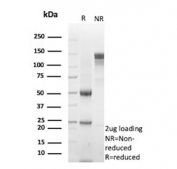 SDS-PAGE analysis of purified, BSA-free PGP9.5 antibody (clone UCHL1/8153) as confirmation of integrity and purity.