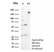SDS-PAGE analysis of purified, BSA-free VEGFA antibody (clone VEGF/9366) as confirmation of integrity and purity.