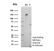 SDS-PAGE analysis of purified, BSA-free VEGFA antibody (clone VEGF/9368) as confirmation of integrity and purity.