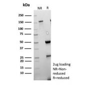 SDS-PAGE analysis of purified, BSA-free Tissue factor pathway inhibitor 2 antibody (clone TFPI2/13027) as confirmation of integrity and purity.