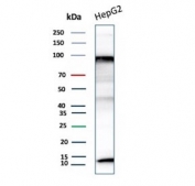 Western blot testing of human HepG2 cell lysate with BRCA1-Associated Protein 1 antibody (clone BAP1/13501R). Expected molecular weight: 80-100 kDa.