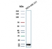 Western blot testing of human MDA-MB-231 cell lysate with Phosphorylated Histone H3 antibody.