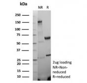 SDS-PAGE analysis of purified, BSA-free Phosphorylated Histone H3 antibody (clone rHH3/9924) as confirmation of integrity and purity.