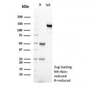 SDS-PAGE analysis of purified, BSA-free CD83 antibody (clone r1H4b) as confirmation of integrity and purity.