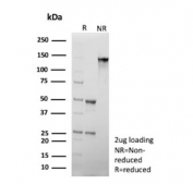SDS-PAGE analysis of purified, BSA-free CD34 antibody (clone CD34/7717) as confirmation of integrity and purity.