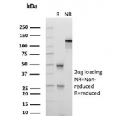 SDS-PAGE analysis of purified, BSA-free DNA-RNA Hybrid antibody (clone S9.6) as confirmation of integrity and purity.