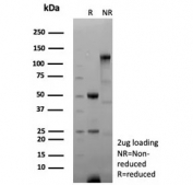SDS-PAGE analysis of purified, BSA-free ANXA1 antibody (clone rANXA1/9145) as confirmation of integrity and purity.