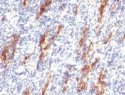IHC testing of FFPE human tonsil with CD34 antibody (clone CDLA34-1).