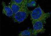 Immunofluorescent staining of paraformaldehyde-fixed human MCF7 cells with CD47 antibody (green, clone CDLA47-1) and DAPI nuclear stain (blue).