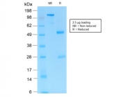 SDS-PAGE analysis of purified, BSA-free recombinant PD1 antibody (clone PDCD1/1410R) as confirmation of integrity and purity.