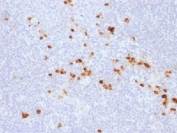 IHC testing of FFPE human tonsil with recombinant IgG antibody (clone IG507R). HIER: steam sections in 10mM citrate buffer, pH 6.0, for 10-20 min.