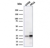 Western blot testing of human liver and HeLa cell lysate with GSTM3 antibody. Predicted molecular weight ~26 kDa.