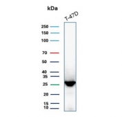 Western blot testing of human T-47D cell lysate with GSTM3 antibody. Predicted molecular weight ~26 kDa.