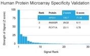 Analysis of HuProt(TM) microarray containing more than 19,000 full-length human proteins using APE1 antibody (clone CPTC-APEX1-2). These results demonstrate the foremost specificity of the CPTC-APEX1-2 mAb. Z- and S- score: The Z-score represents the strength of a signal that an antibody (in combination with a fluorescently-tagged anti-IgG secondary Ab) produces when binding to a particular protein on the HuProt(TM) array. Z-scores are described in units of standard deviations (SD's) above the mean value of all signals generated on that array. If the targets on the HuProt(TM) are arranged in descending order of the Z-score, the S-score is the difference (also in units of SD's) between the Z-scores. The S-score therefore represents the relative target specificity of an Ab to its intended target.
